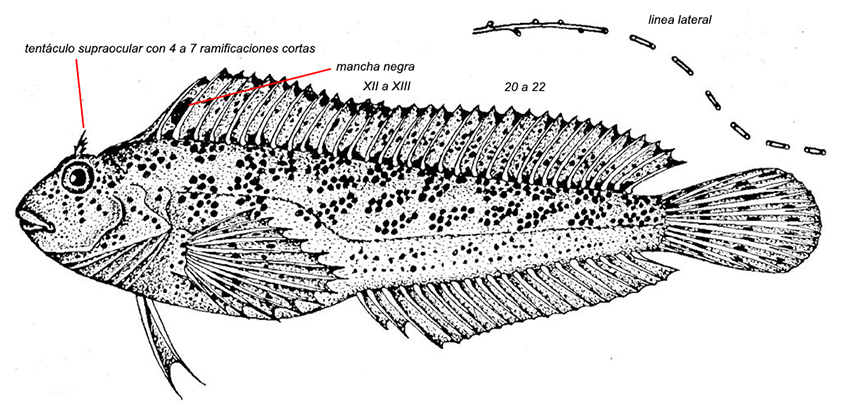 Parablennius sanguinolentus_01.jpg